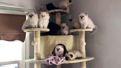 Mom cat talking to her kittens