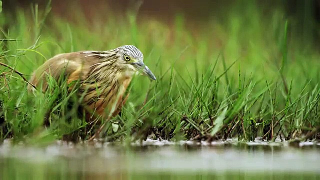 4K African Wildlife | African Nature Showreel 2017 by Robert Hofmeyr