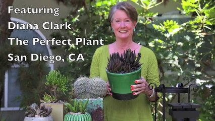 Perfect Succulent Plant-Pot Pairings