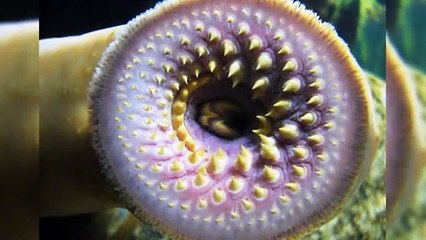 10 Monstruos de rio más aterradores