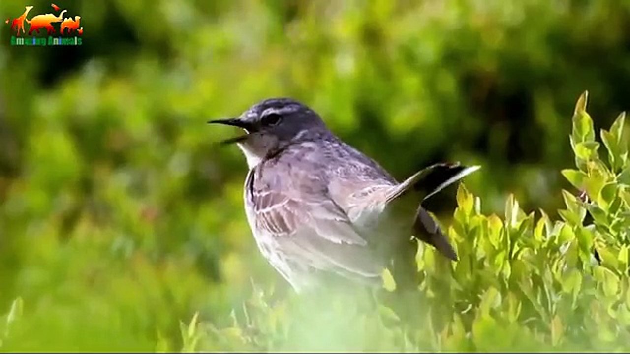 THE WOLF MOUNTAINS 1080P - Documentary Films 2018 on Amazing Animals TV