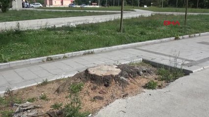 Ağacın Kesilmesine Ağlayan Çocuğa Ağaç Dikme Sözü