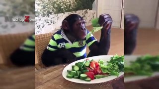 FUNNIEST MONKEYS - Cute And Funny Monkey Videos Compilation [BEST OF]
