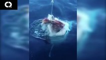 Monster Submarine Sized Shark Caught on Tape 2018 - Dangerously Close Encounters Part 8 - CR 2.0