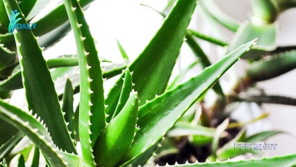 Aloe Vera Health Benefits एलोवेरा के फायदे और उपयोग   Daily Health Care