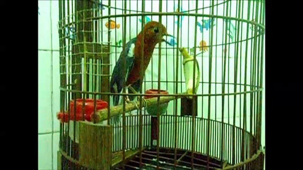 video anis merah ring bali juara new