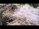 Giant 15ft cobweb on bushes in Telford, Shropshire, UK