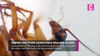 Le lait de cafard : nouvelle boisson tendance !