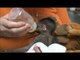 Baby gibbon hand reared at zoo in Bristol