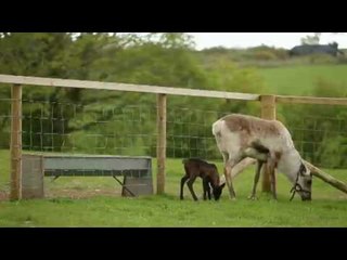 Baby reindeer at Trevarno Estate is the first to be born in England for 800 years