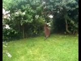 Wallaby filmed in back garden in DORSET!