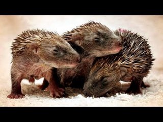 Tiny hedgehogs are victims of climate change
