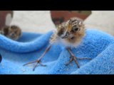 First ever spoon-billed sandpiper chicks hatch in the UK