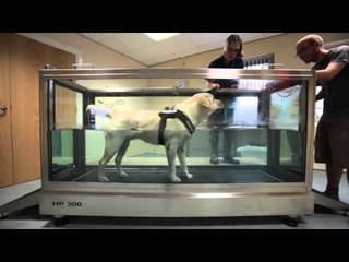 Mike the labrador who has lost over half of his body weight in seven months.