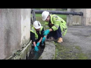 Glamorous girls are Britain's first female sewer rats