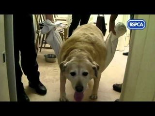 Britain's fattest dog weighs the same as Wayne Rooney