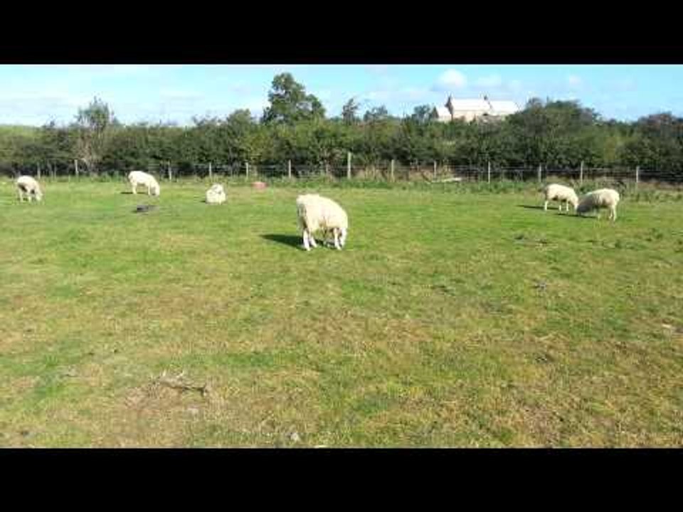 Bizarre sheep with an upside down head