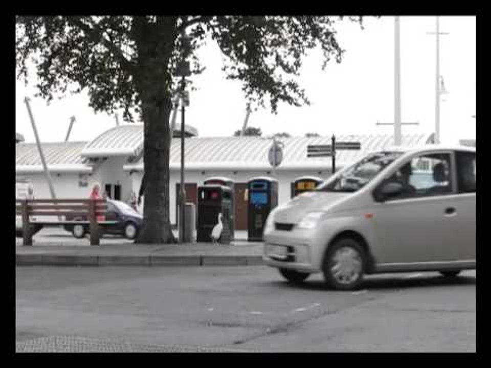 Tame duck follows owner all around town