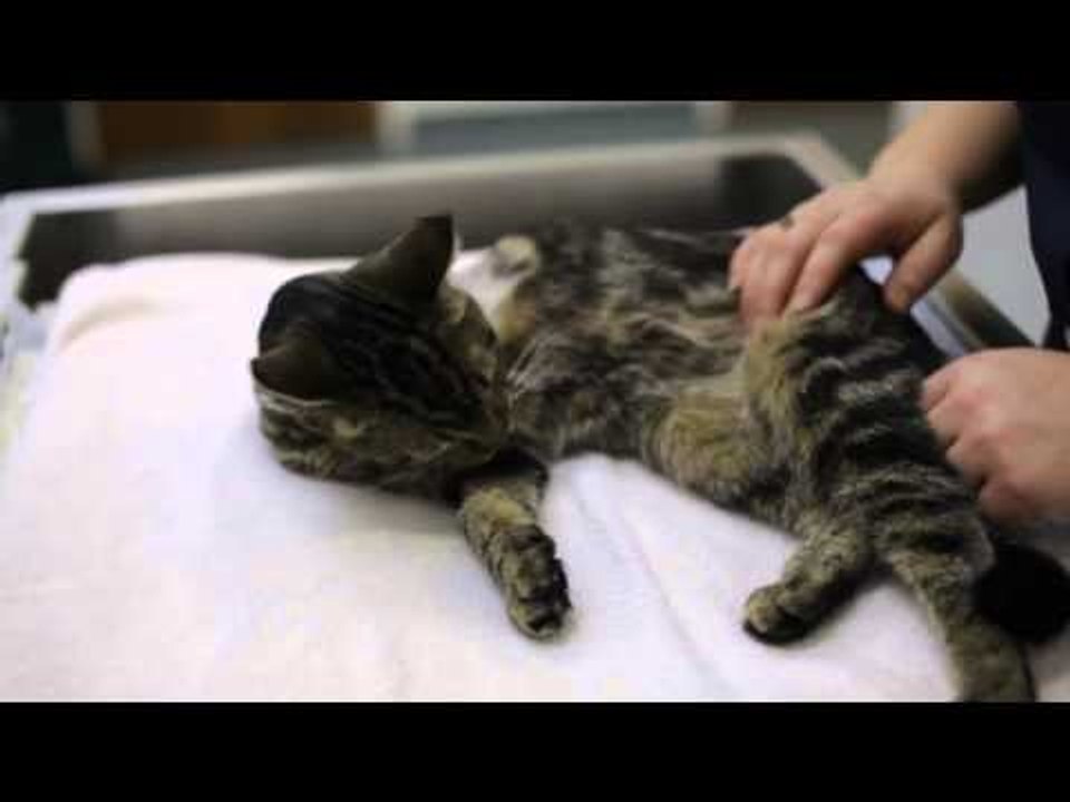 Stowaway cat travels astonishing 1700 miles on First Great Western train