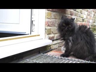 Caffrey the amazing two legged cat