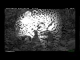 Remote cameras capture amazing images of jungle animals