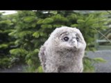 Baby Ural owl Tomsk who looks like a tea cosy