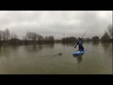 Keith the seal joins paddle boarders on the River Severn