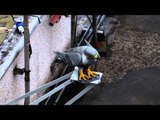 Fake peregrine falcon scares away pigeons at  Waverley Station Edinburgh