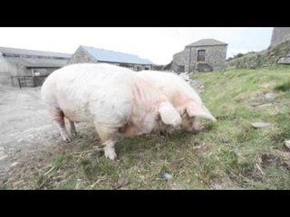 Britain's fattest pigs weigh 720kg - thats 10,000 sausages!
