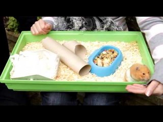 Tink the hamster who 'came back to life' after she was buried