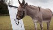 Patty the amazing painting donkey goes on Britain's Got Talent
