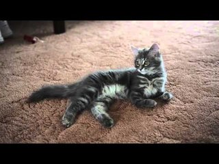 Kitten born with no bones in her front legs