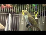 Budgie that loves to sing along to the Shirley Bassey hit 'Hey Big Spender.'