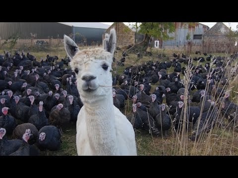 Scottish farmer hires Alpacas to protect his turkeys for Christmas