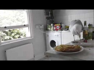 Cheeky seagull flies inside house to steal dinner