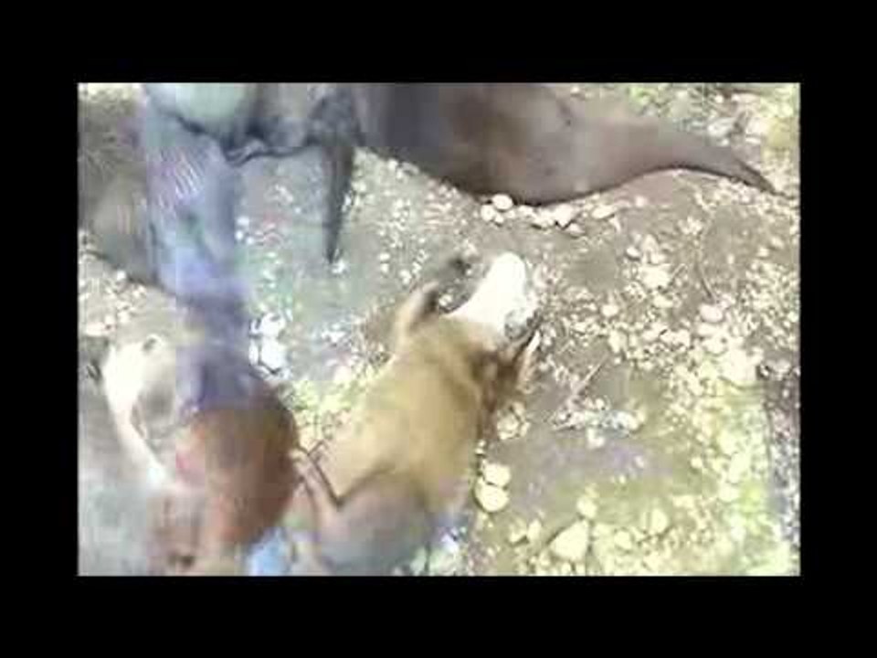 NTI JUGGLING OTTER NATURAL SOUND