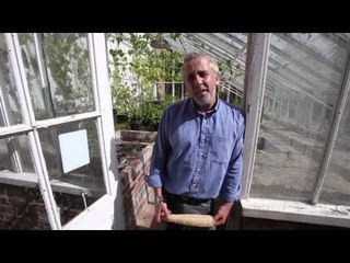Bumper harvest of Loofah gourds at Somerset farm