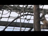 A baby buff-cheeked gibbon at Edinburgh Zoo