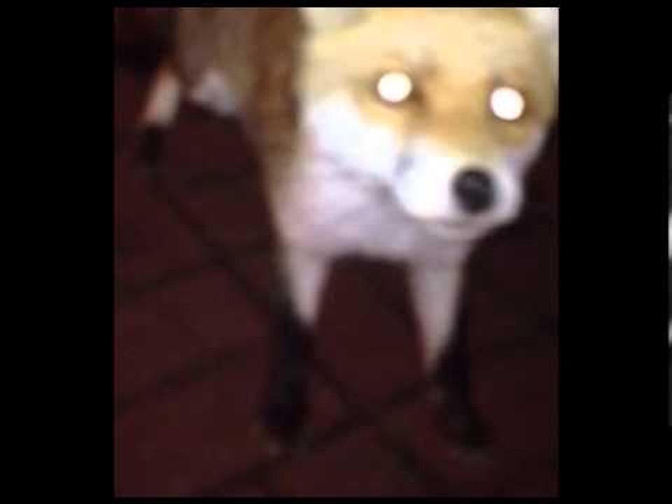 Fearless urban fox nibbles security guards shoes