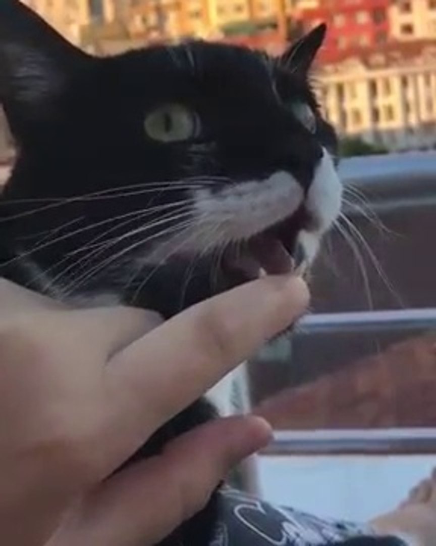Non Ce Chat N Est Pas Empaille Imperturbable Video Dailymotion