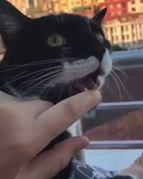 Non ce chat n'est pas empaillé... Imperturbable