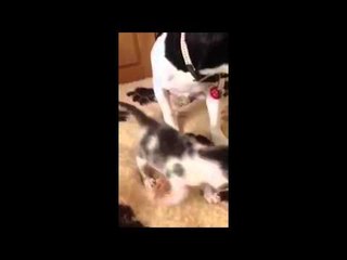 Kitten born under the bonnet of a moving car find two unlikely friends