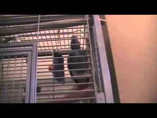 Patriotic parrot who can whistle the theme to the 'Great Escape'