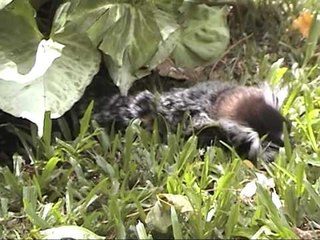 Marmoset cares for dying friend