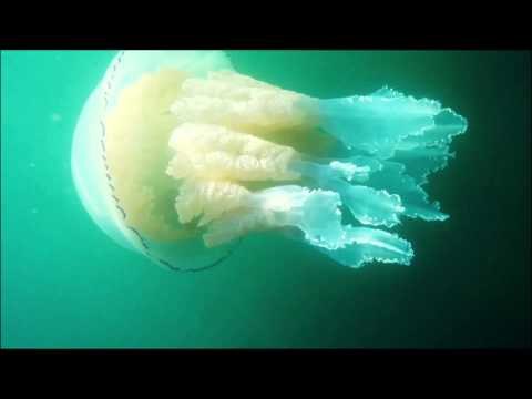 Biggest barrell jelly fish filmed in British waters