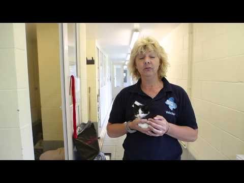 Kitten whose leg had to be amputated after being caught in a mouse trap