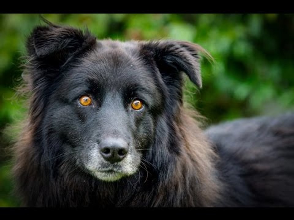 Dog with bright orange eyes struggles to find a home