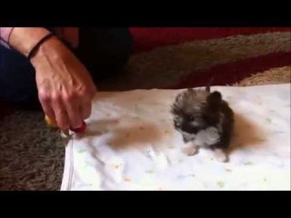 Tyson the tiny dog is only 11 cm tall