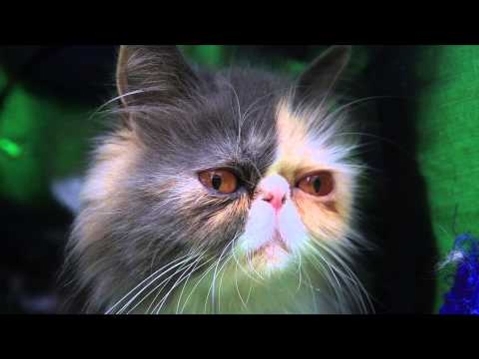 Move over Grumpy Cat! Here's Pixie the Sourpuss
