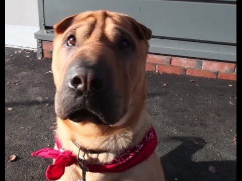 Kai the Shar Pei train station suitcase dog has a new home!